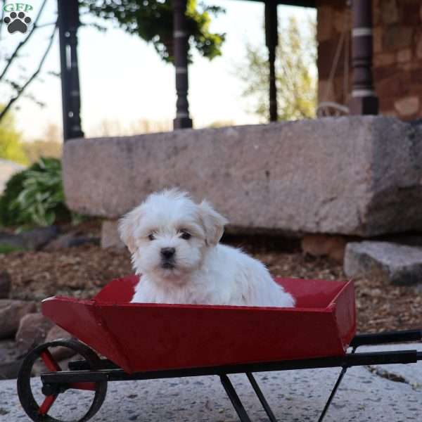 Hawk, Teddy Bear Puppy